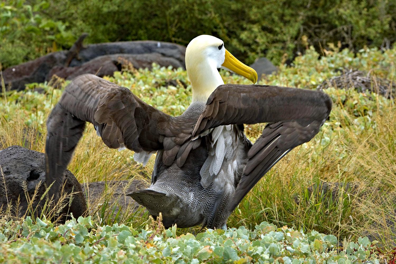 Albatros an der Punta Suárez