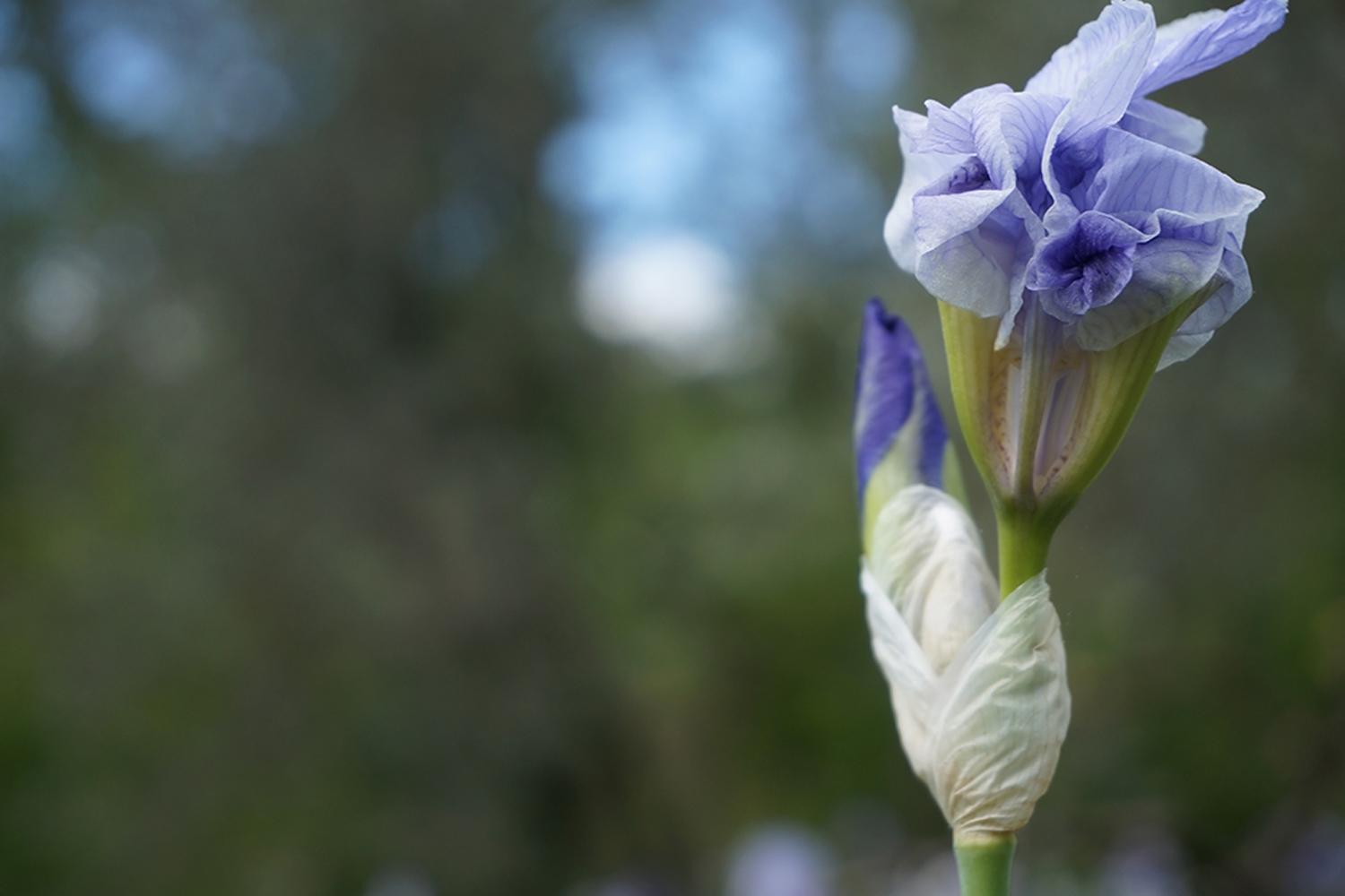 Giaggioli (Irisblumen) wurden zur Parfümherstellung gepflanzt