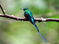 Wie edelmetallisch glänzende Juwelen, die Kolibris von Ecuador