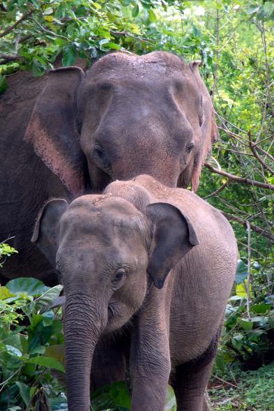 Eine Begegnung mit wilden Elefanten ist in Sri Lanka möglich (Foto: Andreas Haller)