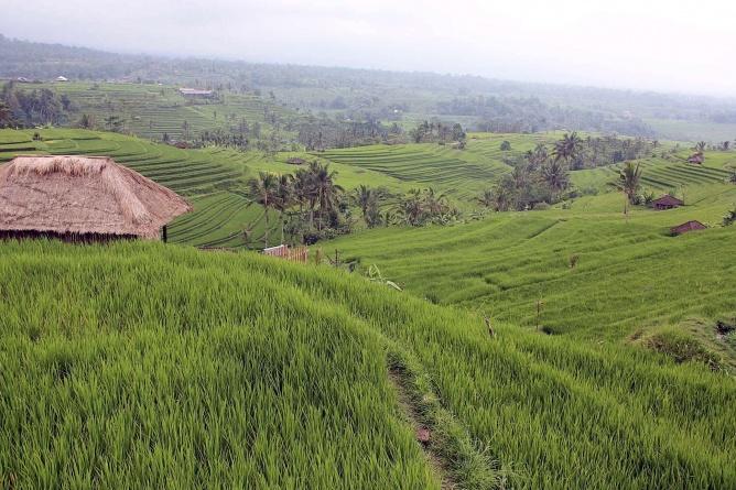Die kaskadenartigen Reisfelder im Hang des Gunung Batukaru (Foto: Susanne Beigott)