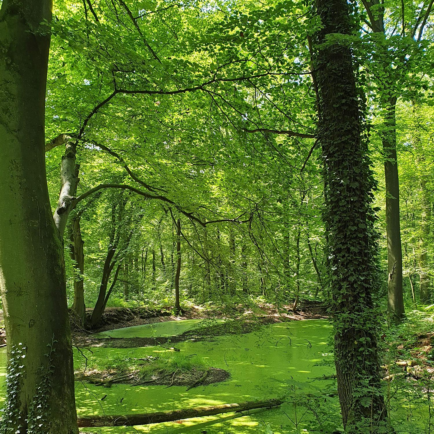Einer der letzten Urwälder Deutschlands, der der Wirtschaftlichkeit weitgehend entkommen konnte (Foto: Markus Terbach)