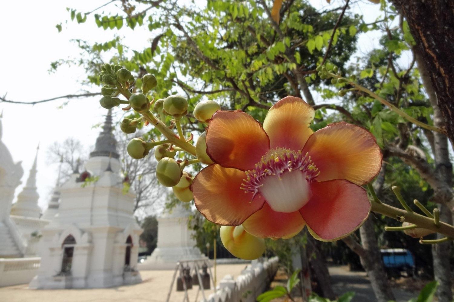 Chiang Mai – die Metropole im Norden