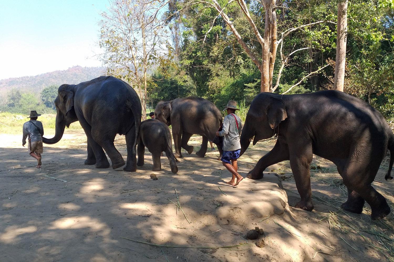 Foto 2: Elefanten oder Thailands Nationaltiere