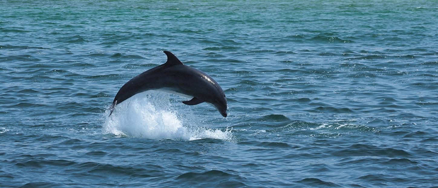 Einer der Flussdelfine von Setúbal (Foto: Johannes Beck)
