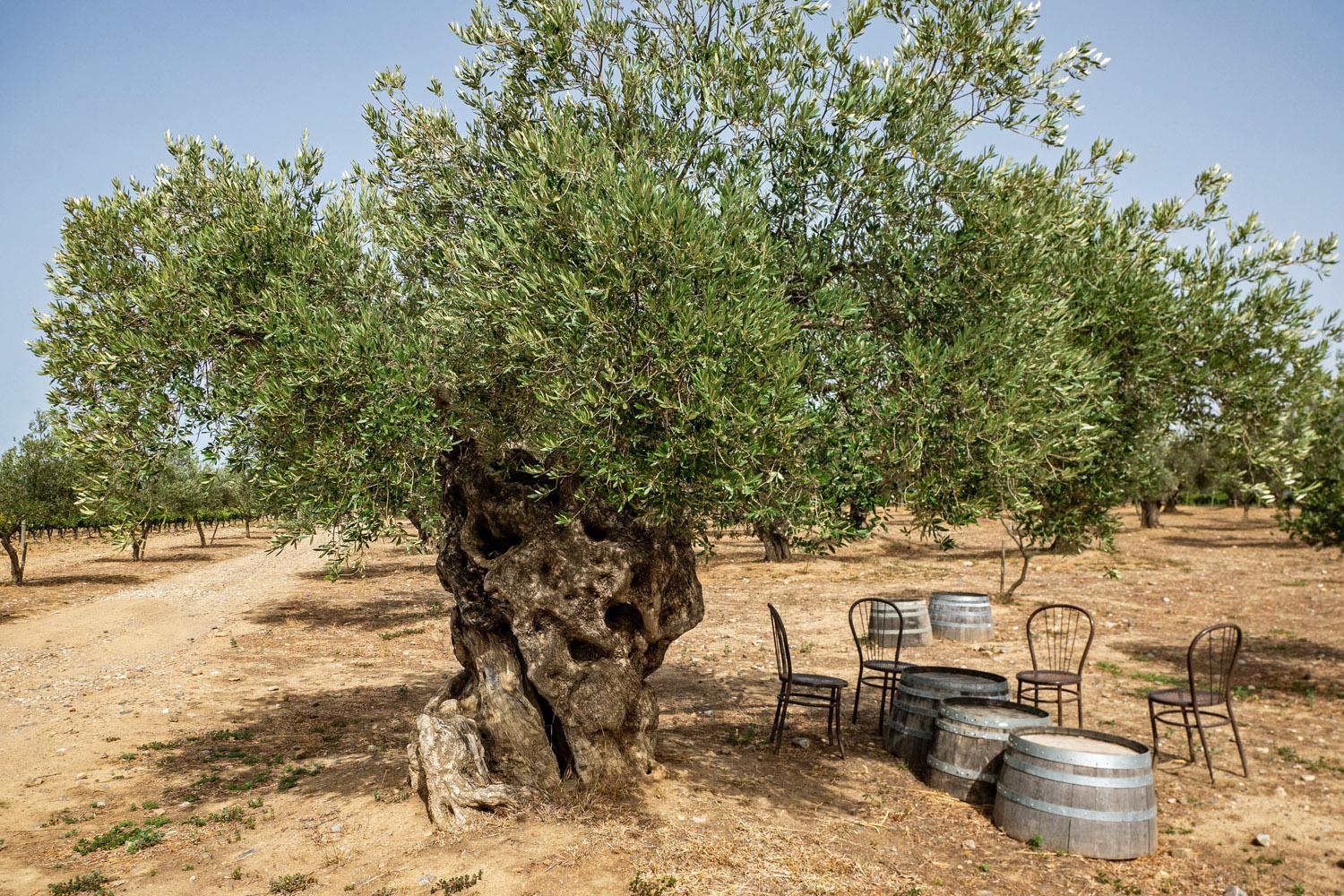 Ein 500 Jahre alter Olivenbaum, der immer noch Früchte trägt.