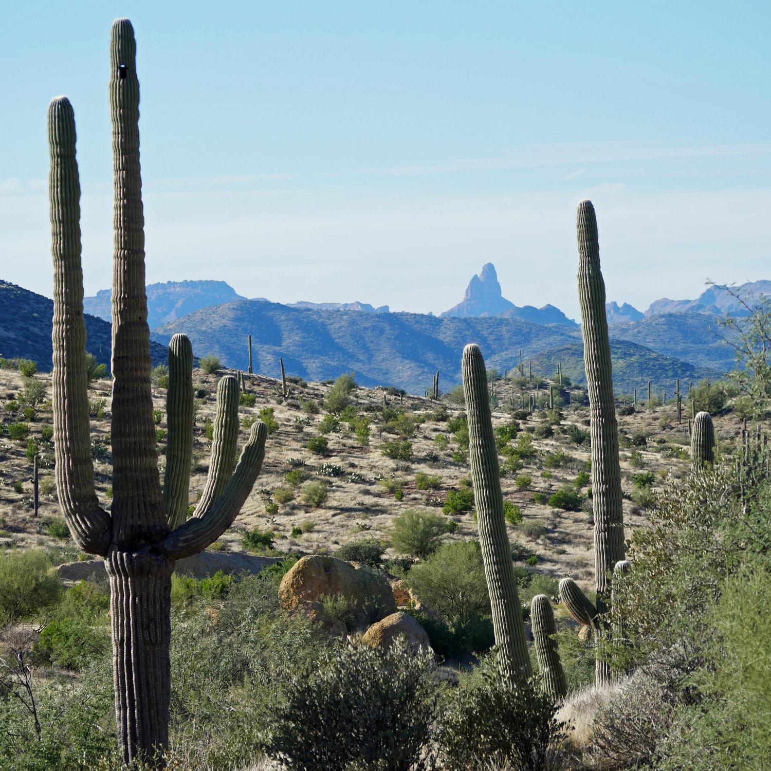 Track 5 oder Die Bilderbuch-Wüste mit Blick auf die Superstition Mountains