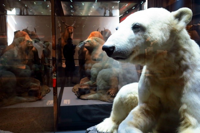 Der ausgestopfte Eisbär Knut im für Kinder und Eltern spannenden Naturkundemuseum. (Foto: Gabriele Tröger)