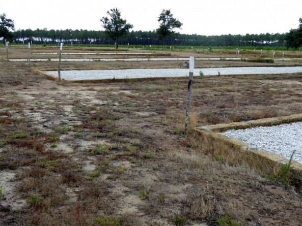 Auf einem weiten Feld wurden die Grundmauern der Baracken freigelegt (Foto: Marcus X. Schmid)