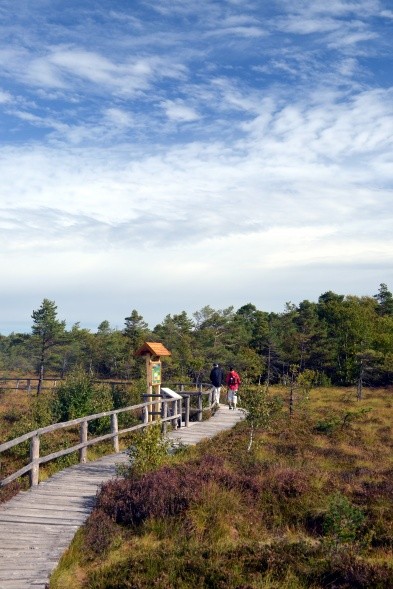 Der 2,7 Kilometer lange Plankenpfad durchs Schwarze Moor (Foto: Ralf Nestmeyer)
