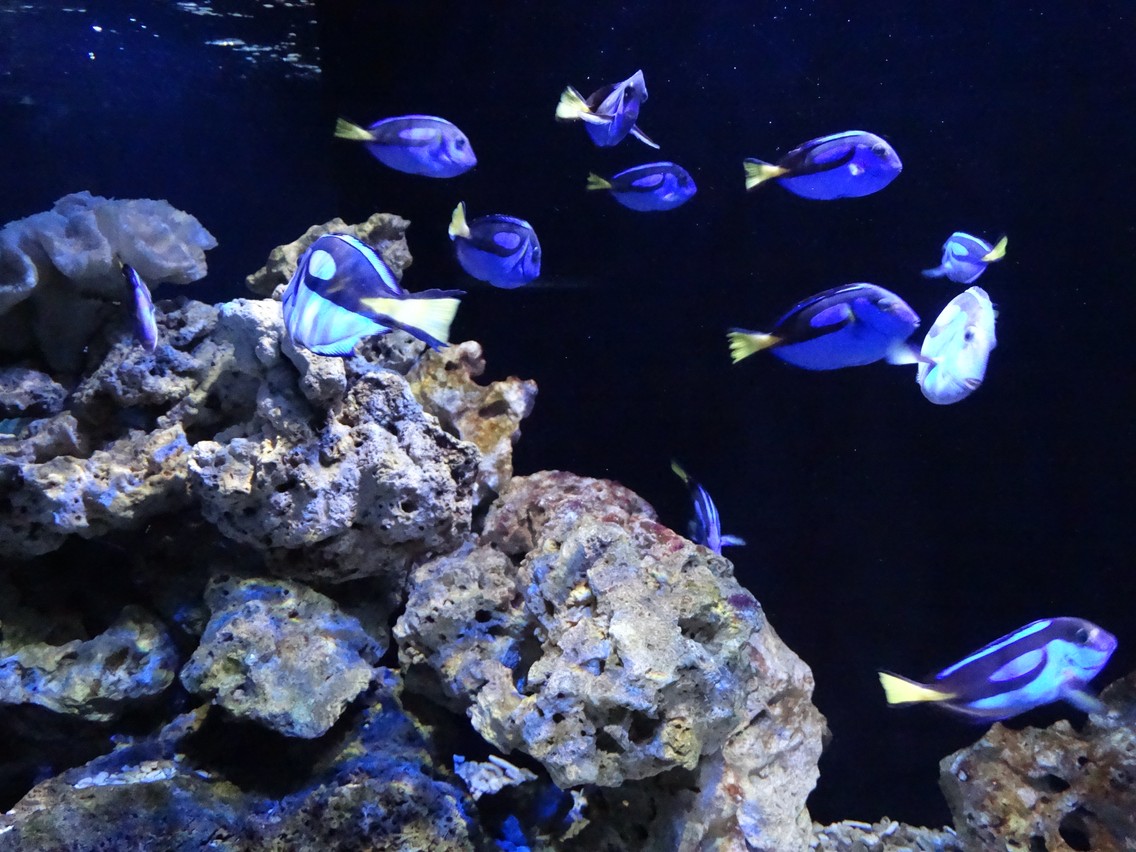 Im Meeresaquarium Zella Mehlis (Foto: Heidi Schmitt)