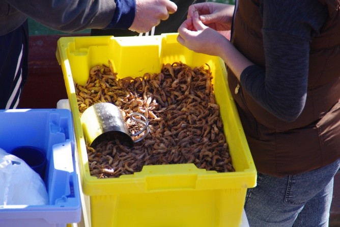 Selber pulen, wenn es garantiert frische Garnelen sein sollen (Foto: Dieter Katz)