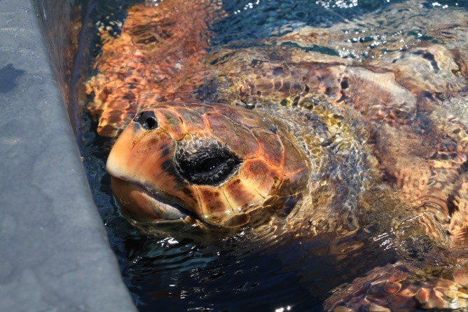 Eine 70 Kilogramm schwere Unechte Karattschildkröte in einem der Wasserbecken in Morro Jable (Foto: Thilo Scheu)