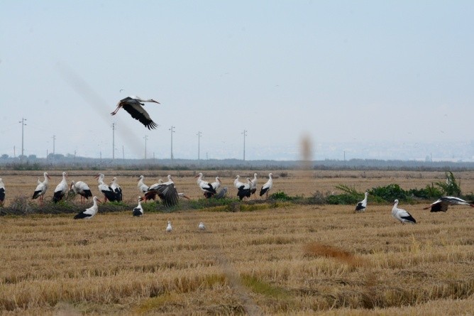 Im Naturschutzgebiet des Tejo-Delta sieht man Zugvögel aus nächster Nähe (Foto: Johannes Beck)
