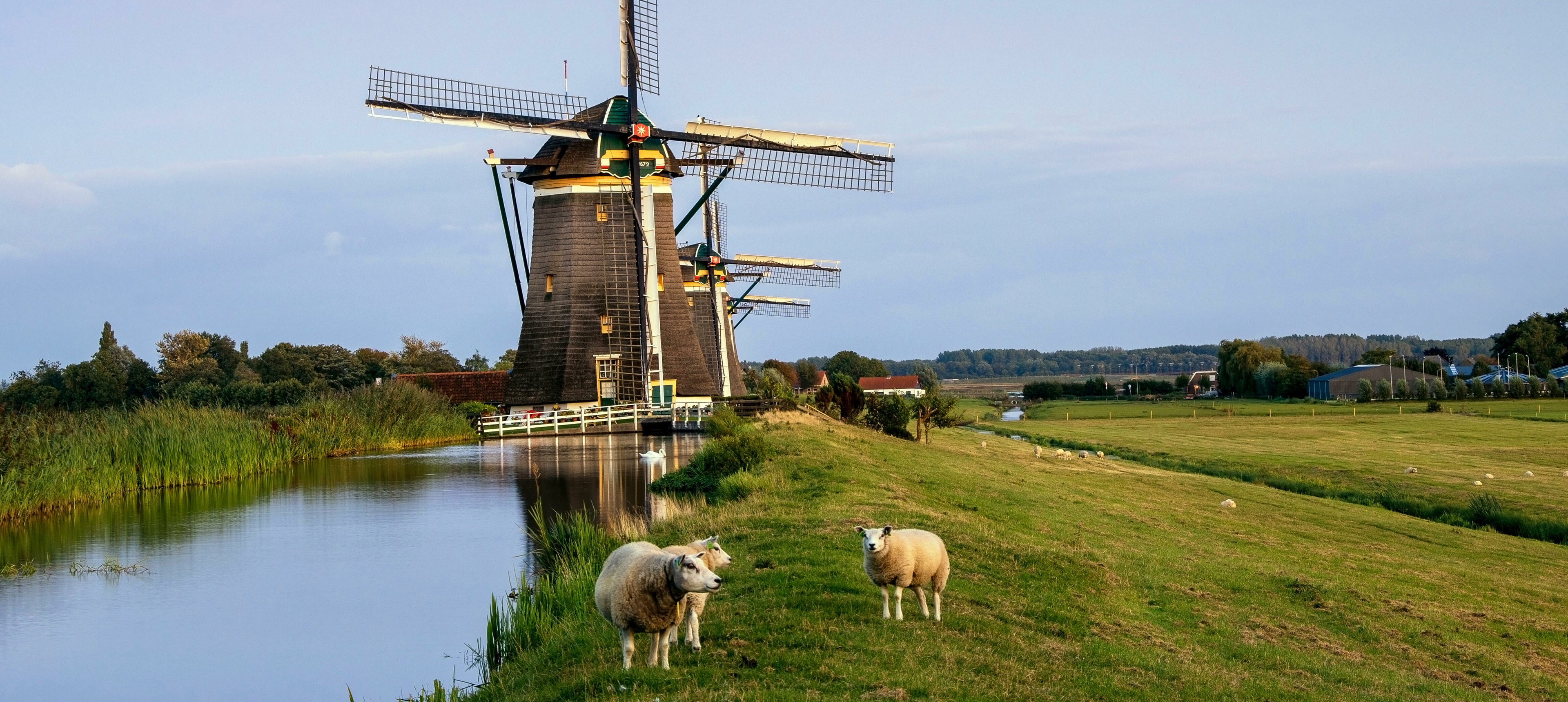 Landschaft mit Schafen und Windmühlen