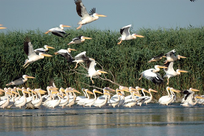 Grandioses Naturschauspiel. Mit etwas Glück sieht man im Donaudelta ganze Pelikanschwärme. (Foto: Diana St&#259;nescu)