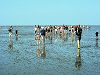 Wattwandern, beliebter Freizeitsport