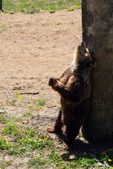 Bis zu 6.500 Braunbären bevölkern die rumänischen Wälder (Foto: Diana St&#259;nescu)