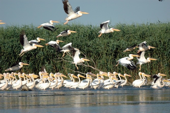 Im Donaudelta lebt knapp ein Drittel der weltweiten Pelikanpopulation (Foto: Diana St&#259;nescu)