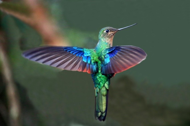 Edelmetallisch glänzend und nur in der Neuen Welt beheimatet – die Kolibris (Foto: Alois Speck)