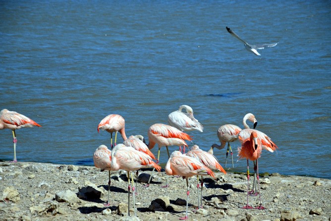 Die Flamingos in der französischen Camargue, eine von zwei europäischen Flamingo-Kolonien (Foto: Ralf Nestmeyer)