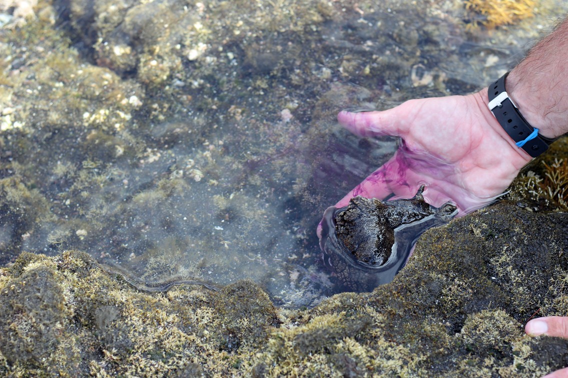 Ein Seehase, der eigentlich eine Schnecke ist (Foto: Lisa Kügel)