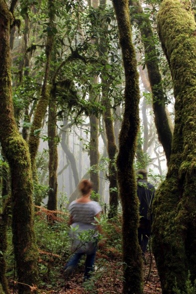 Mystische Stimmung bei einem Spaziergang durch den nebelumrankten Lorbeerwald … (Foto: Lisa Kügel)