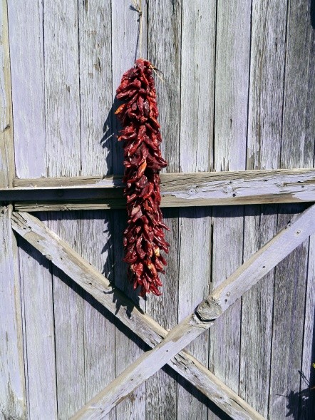 Ohne Chili geht nix! Eine der drei wichtigsten Zutaten in New Mexico (Foto: Volker Feser)