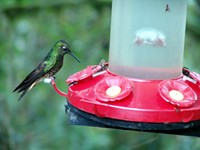 Kolibri-Tränken für Süßwassersklaven