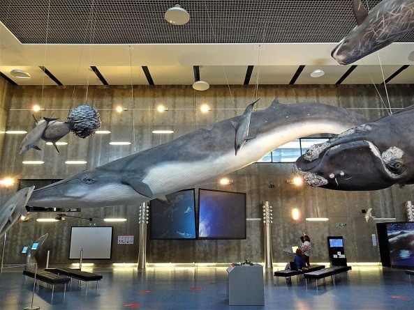 Tanz der Wale im Museu da Baleia (Foto: Irene Börjes)