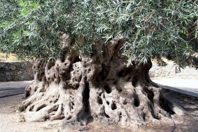 Der stolze Olivenbaum von Kavoúsi (Foto: Robert Zielke)