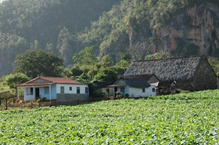 Jede der Tabakpflanzen, die auf der Finca von Gerardo Gonzalez im Tal von Viñales wachsen, wird bei der Ernte mannshoch sein und 16 Blätter haben. Vier bis fünf davon benötigen die Dreher in den Fabriken für eine Zigarre. (Foto: Wolfgang Ziegler)