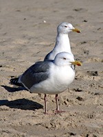 Die letzten Strandräuber