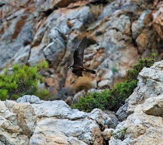 Auch Birdwatchingtrips sind bei Ecotourism Kárpathos möglich_Foto Antje und Gunther Schwab