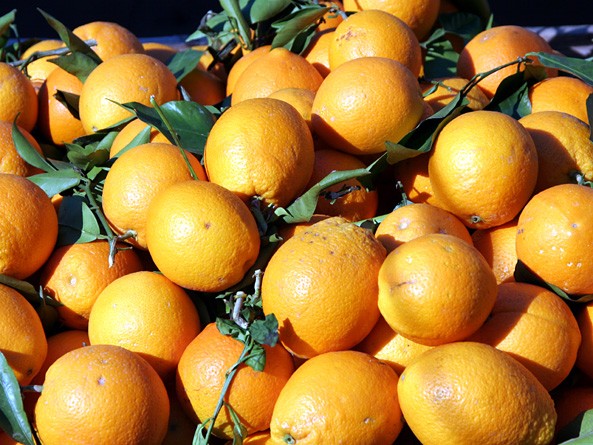 Orangen aus der Bergregion Tramuntana. (Foto: Thomas Schröder)