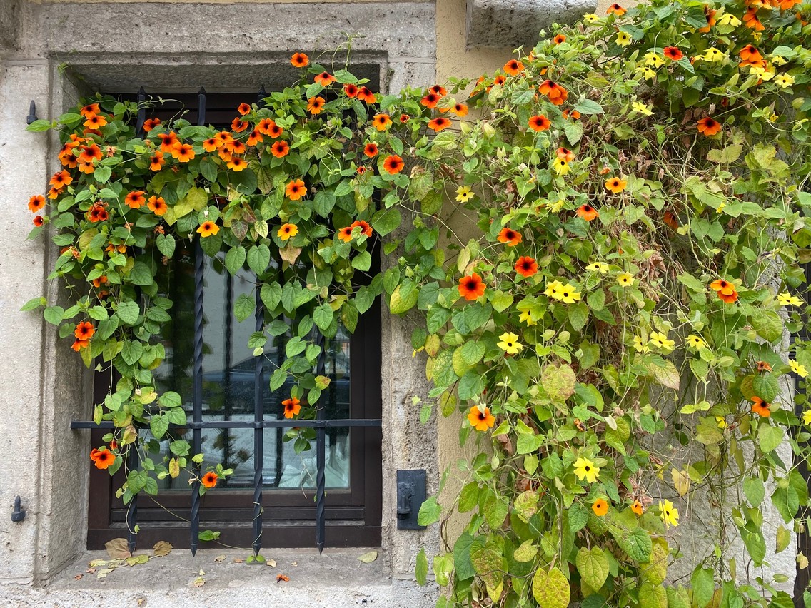 Herbstidylle in Sommerhausen @ Hans-Peter Siebenhaar