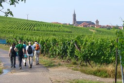 Weinberge und Kirchen, das Elsass