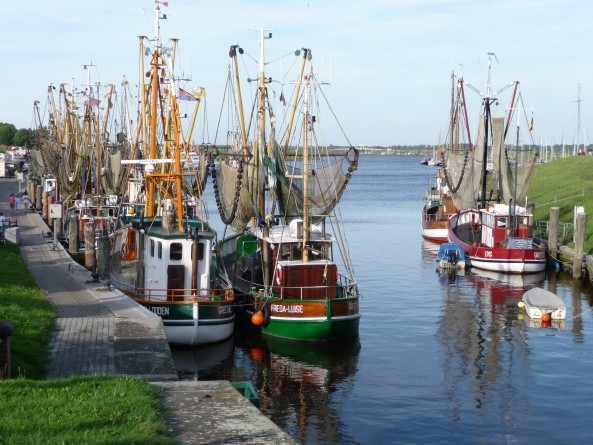 In Horumersiel, Harlesiel, Neuharlingersiel, Norddeich und Greetsiel kann man die fangfrischen Garnelen direkt vom Kutter kaufen (Foto: Dieter Katz)
