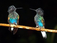 Kolibris