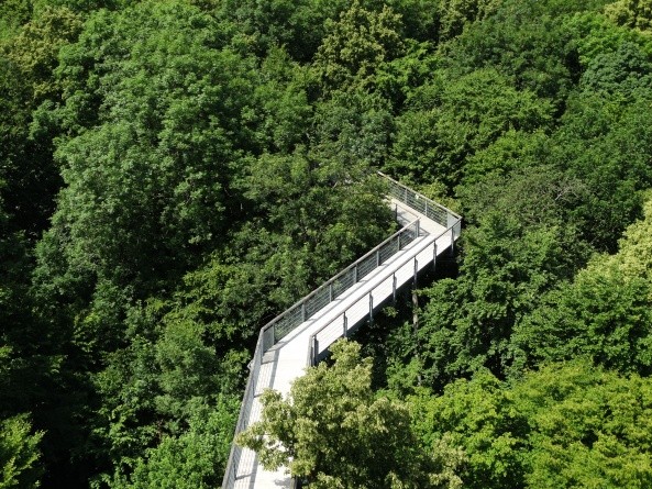 Auf dem Baumkronenpfad kann man dem Nationalpark Hainich »aufs Dach steigen« (Foto: Heidi Schmitt)