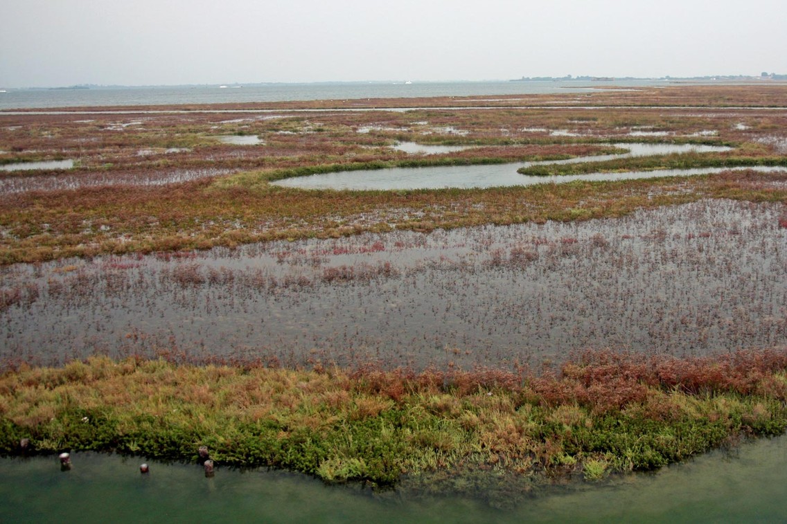 Die Salzwiesen der Quarantäne-Insel vor Venedig (Foto: Sabine Becht und Sven Talaron)
