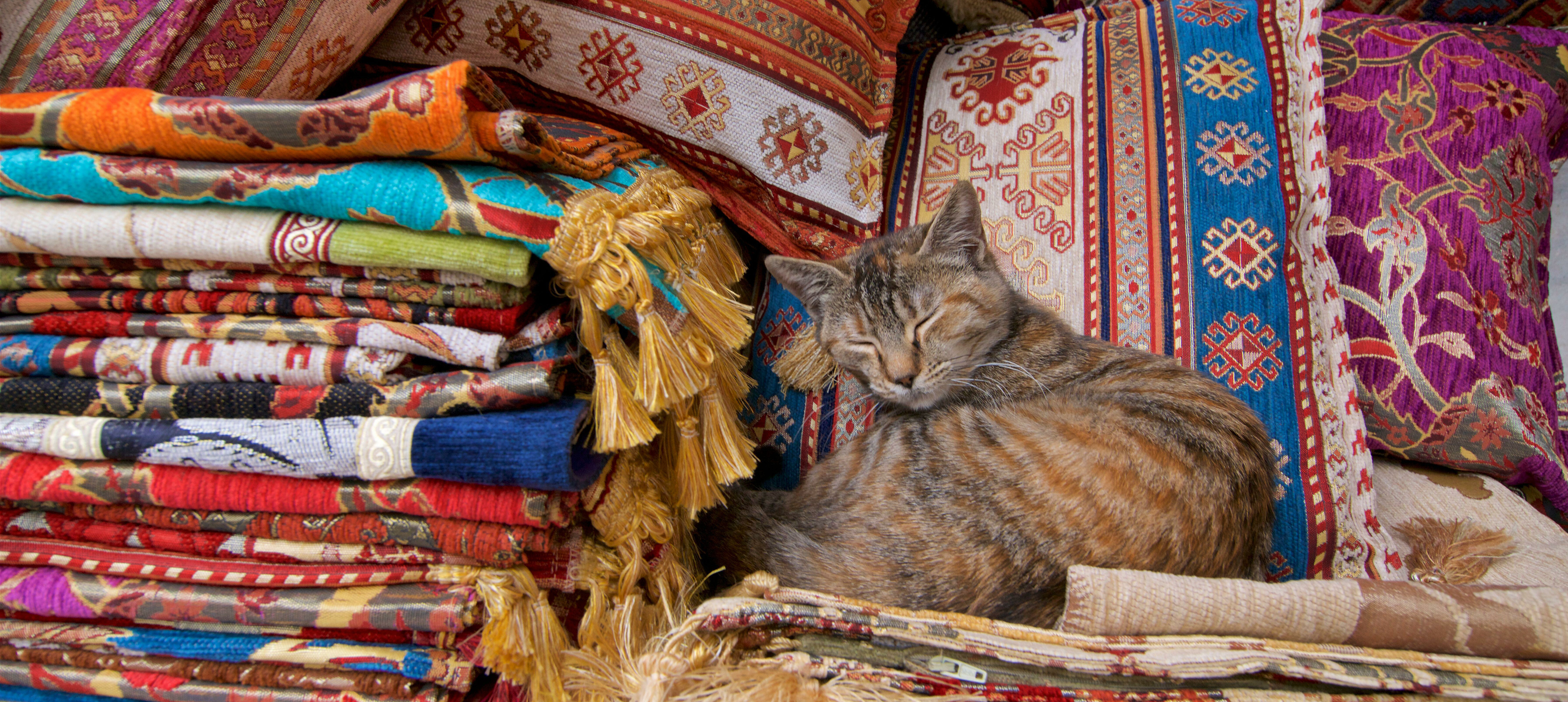 Katze im Großen Basar von Istanbul, Türkei